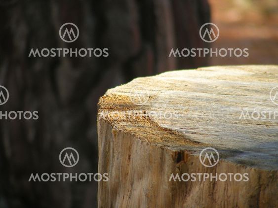Wood Stump