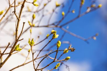 Spring buds on tree branches at a sunny sky