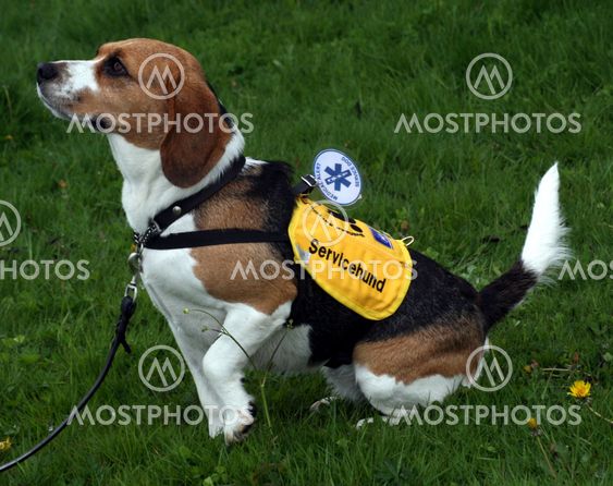 Service (Assistance) Dog