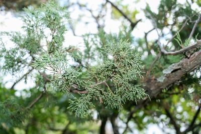 A green branch of a juniper tree. Selective focus.