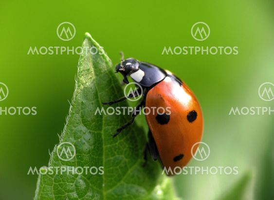 Ladybird bug on a leaf with green background