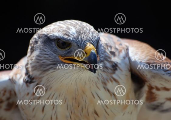 Hawk