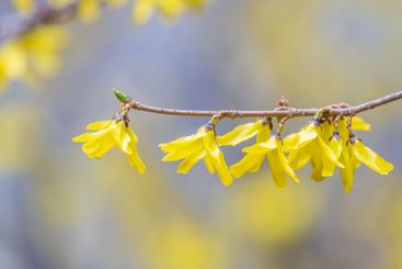 Forsythia. Blooming forsythia bush. Yellow flower on a...