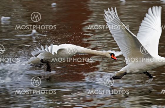 Swan race.