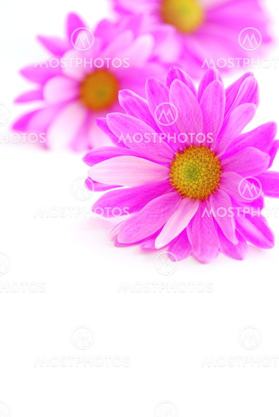 Rosa blommor