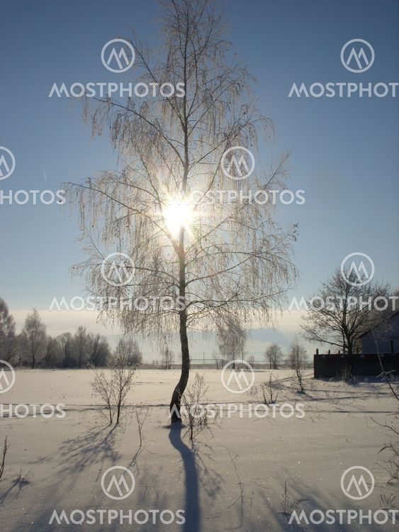 Winter landscape with birch