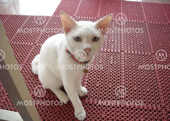 The White Cat