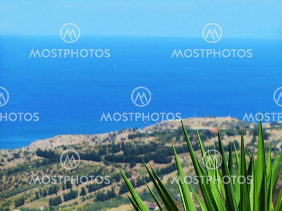 mediterranean palm