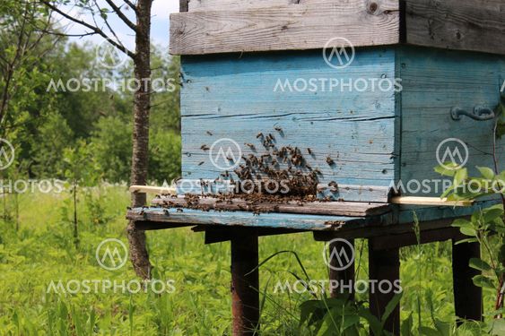 bee hive entrance is