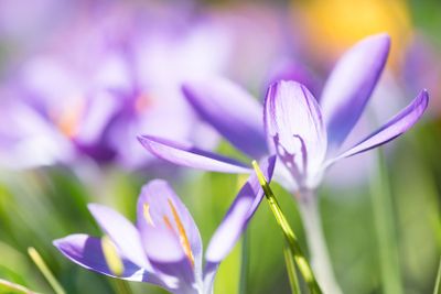 Crocuses in spring