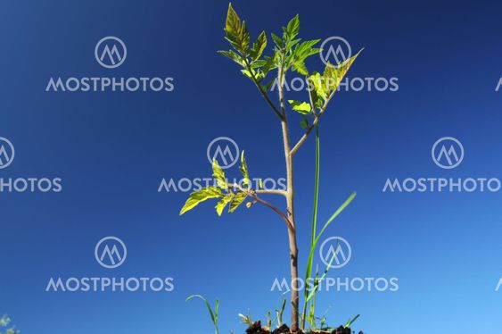 Tomato plant