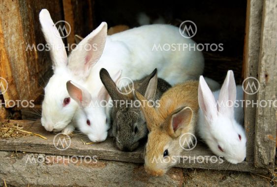 Bunny kaniner familj
