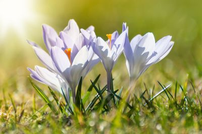 Light blue crocusses on a meadow in spring, close up,...