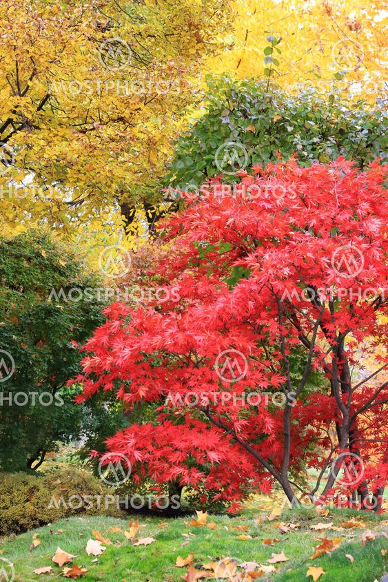 A tree in a japanese garden