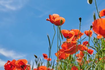 Countryside, sky and growth of flowers, nature and...