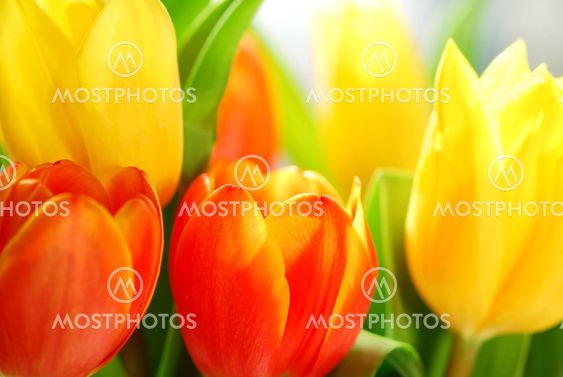 Tulppaanit