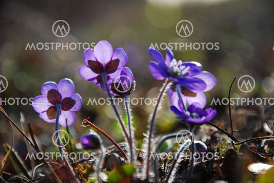 Sunlit shiny hepaticas
