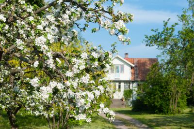 Blooming apple tree in front of a farmhouse in the...