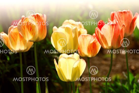 Tulips