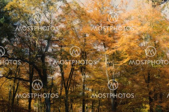 Autumn Beach Trees in Berkshire, England, Uk