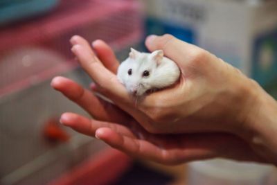 cute playful female Winter White Dwarf Hamster (Winter...