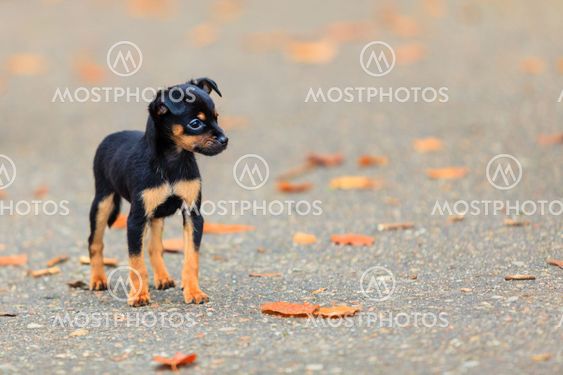 Animals - little dog cute puppy pet outdoor