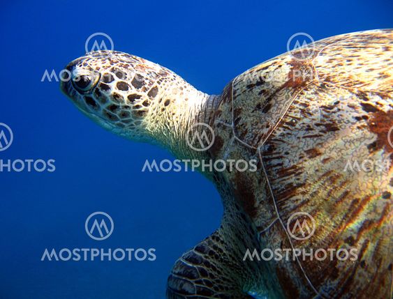 Green Turtle 2