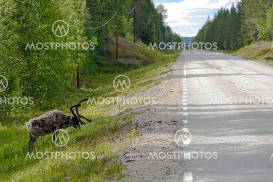 roadside reindeer