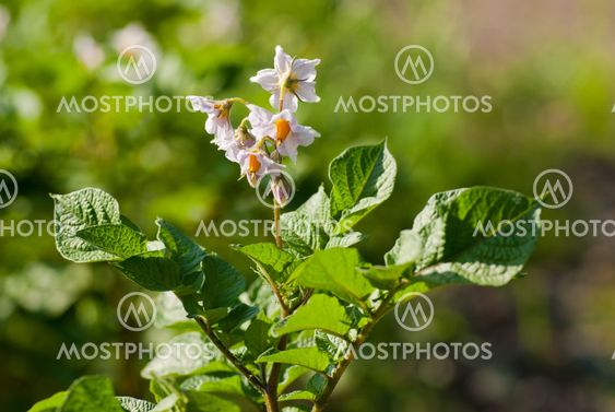 Potato plant