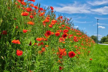 Poppies, outdoor meadow and nature peace in countryside,...