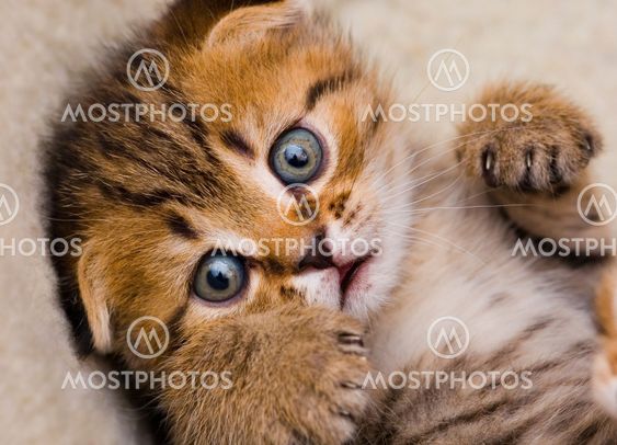 Little kitten