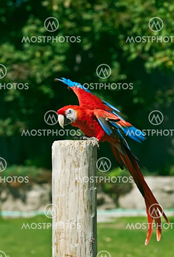 Macaw red parrot portrait