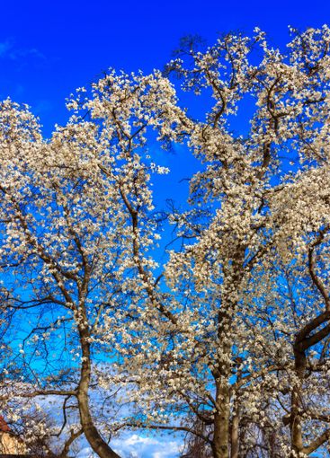 Beautiful blooming white magnolia tree in park