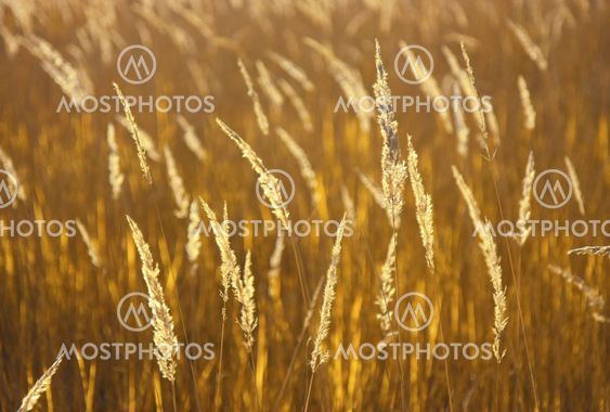 Natural golden background