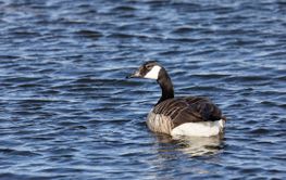 One Canada goose bird swimming in the sea
