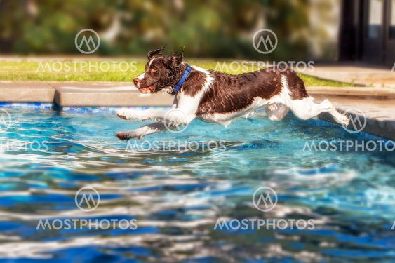 Dog Leaping Into Swimming Pool