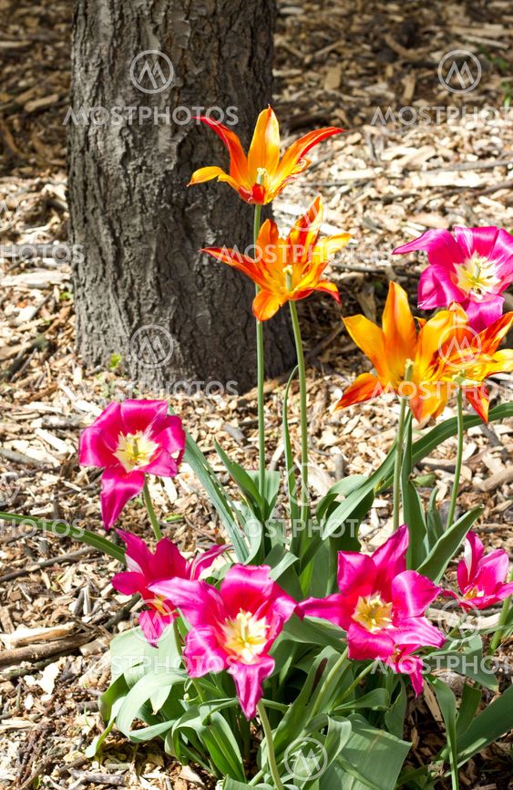 Tulips on a soil background