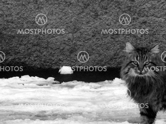 Lonely black street cat