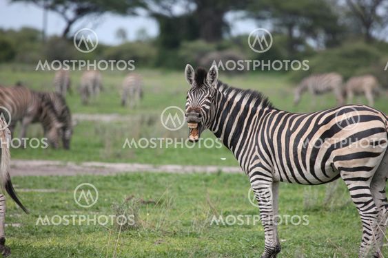 Zebra Botswana Africa savannah wild animal picture