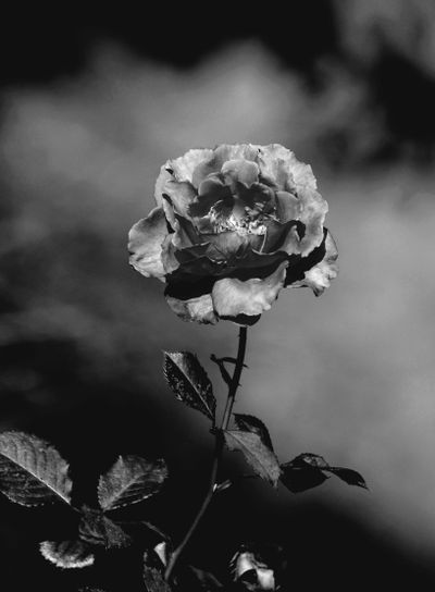 Rose B/W 2