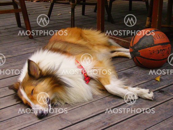Sleeping dog