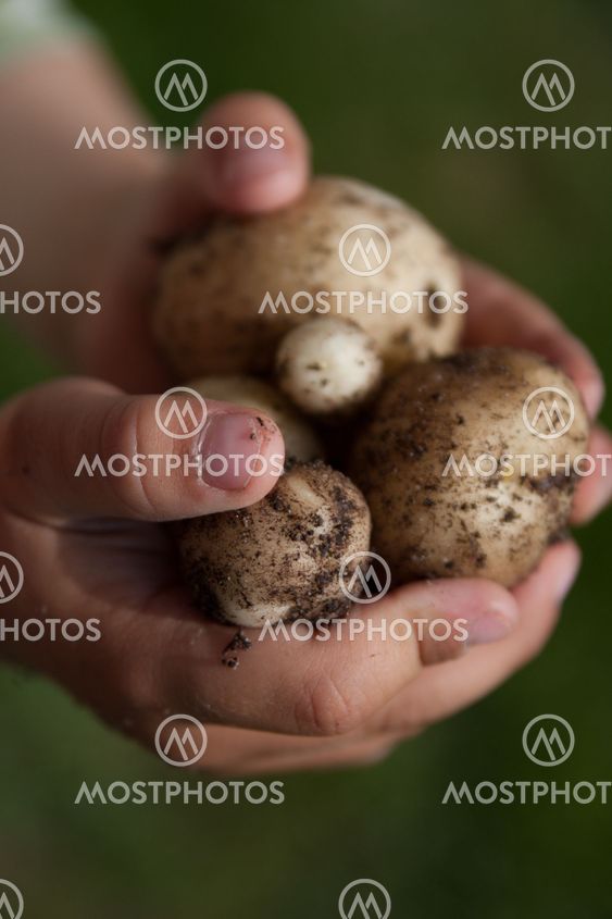 Potatis i barnhänder