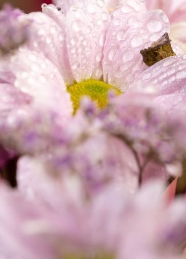 bouquet of purple fragrant wet daisies