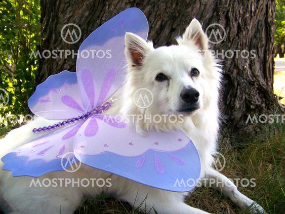 The True Wings of a Fairy Dog