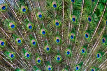 Close-up of feathers, male The Indian blue peafowl,...