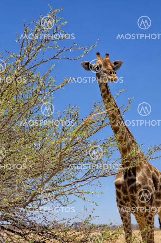 a big giraffe in etosha national park namibia africa