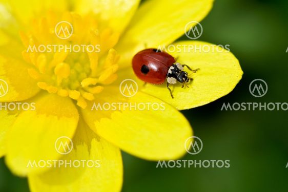 Ladybug on flower