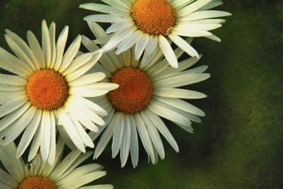 Oxeye daisy