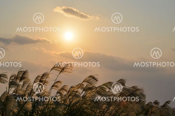 Sunlit grass