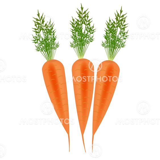 tre Orange morötter vektor bild